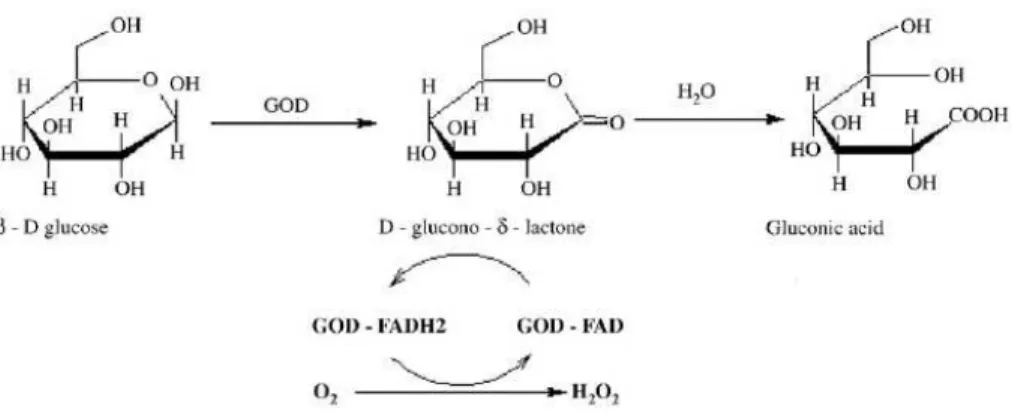 Figura 1-9- representação da reacção da glucose oxidase  37