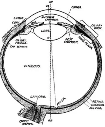 Figure 1.2 – Horizontal section of the eye. (Davson, 1980) 