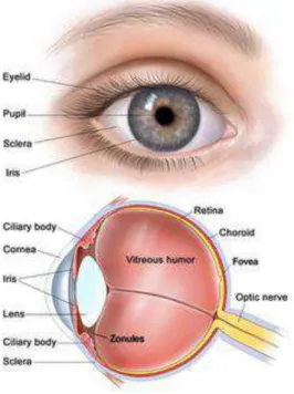Figure 1.3 - Main components of the eye. 