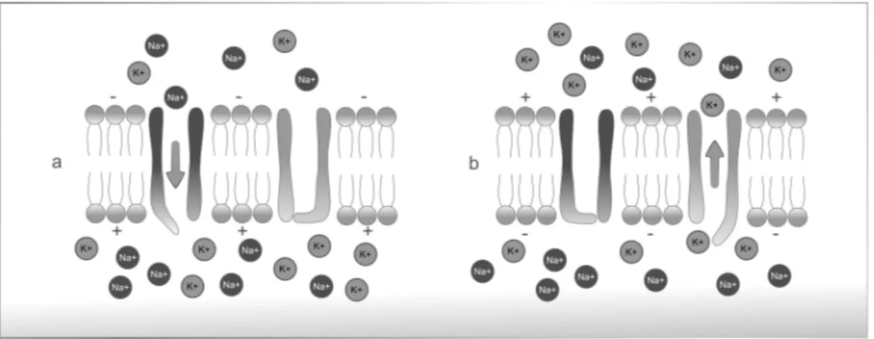 Figure 2.3: Diffusion of sodium and potassium; a) activation of sodium channels, b) potassium reposition.