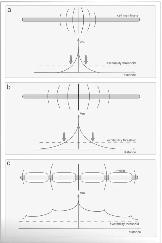 Figure 2.4: Propagation of the potential and conditioning factors at a fixed time instant