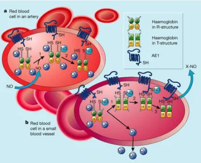 Figure 1.2 - Red blood cells in two types of vessels. This figure shows the uptake and/or release of nitric oxide  by RBC in different vessels (Adapted from Gross SS, 2001).