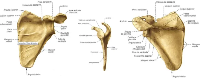 Figura 2.1: Vista anterior das estruturas articulares do ombro (adaptado de Netter [20] )