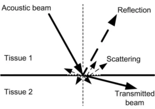 Figure 2.7 - Schematic representation of the reflection and scattering of acoustic waves in tissue  (Lopata, 2010)