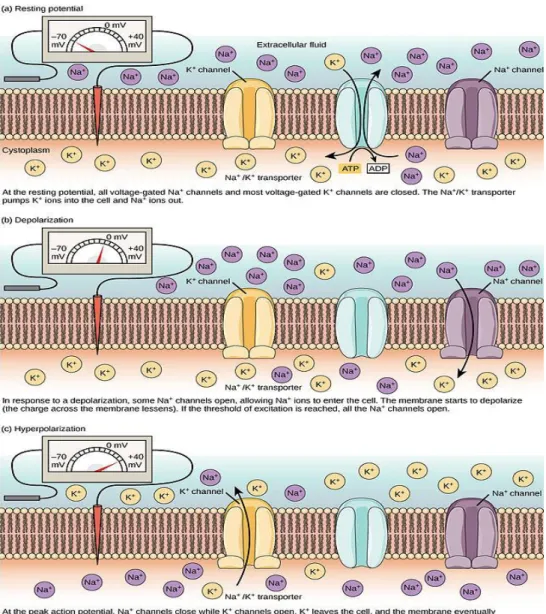 Figure 2.4: Cell membrane potential variation occurred during an action potential. The variation is due to  the  ionic  flux  of  sodium  and  potassium  through  the  membrane  cell,  which  is  different  when  the  cell  is  resting (a), when occurs the