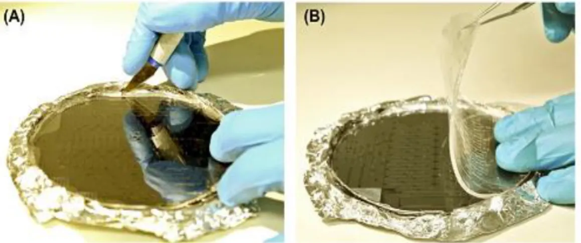 Figure 2.6 | Photographs of the steps used to cast the PDMS and obtain a replica of the SU-8 master  mould during the chips fabrication