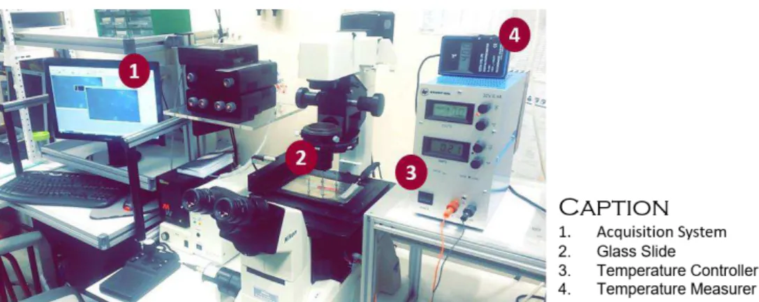 Figure 2.10 | Experimental setup of the assembly used to proceed the slide primary migration assays