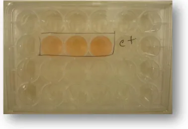 Figura 2.14 – Caixa de poços com as 24 membranas para o estado da adesão celular. 