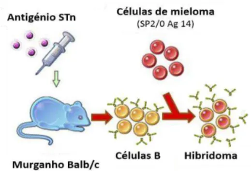 Figura 1.7 Tecnologia de hibridoma para produção de anticorpos monoclonais. 