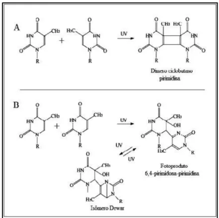 Figura 6 - Formação de dímero ciclobutano pirimidina (A); fotoprodutos 6,4 — pirimidona- pirimidona-pirimidina e isómero de Dewar (B), a partir de bases pirimidínicas expostas à radiação UVC 