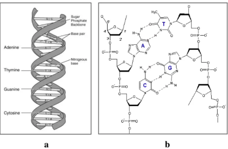 Figura 9 - Representação esquemática da molécula de DNA (a -  Representação Geral e b - Pequeno Fragmento)