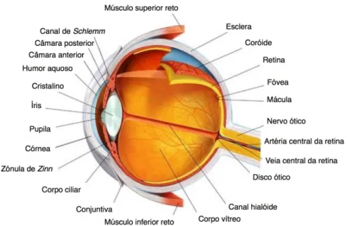 Figura 2.1: Anatomia do olho humano. Fonte: Virtual Medical Centre – The Eye and Vision [19]