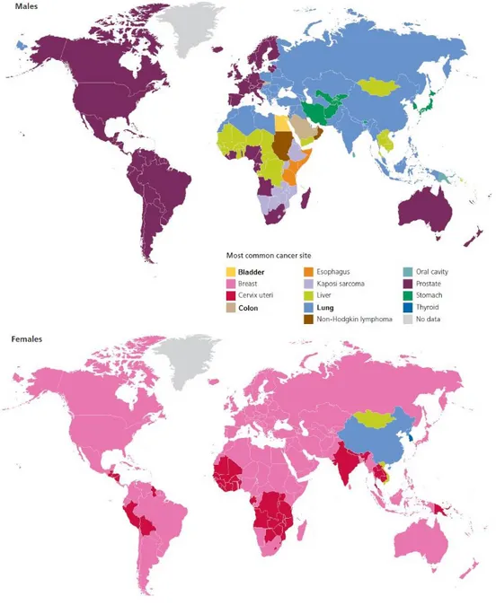 Figure 2 – Most common cancer sites worldwide by sex, according to 2008 statistics [14]