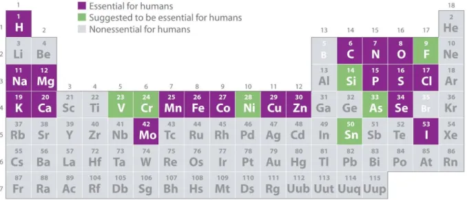 Figure 3 – Periodic table with highlighted elements that are essential or are thought to be essential to human organism [18].