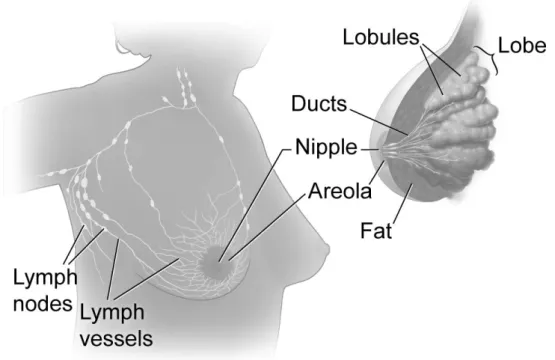 Figure 2.1: Anatomy of the female breast [54].