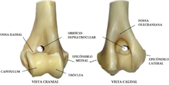 Figura 2.2: Representa¸c˜ ao das diferentes estruturas ´osseas que constituem o cˆ ondilo do ´ umero distal (Adaptado da Ref