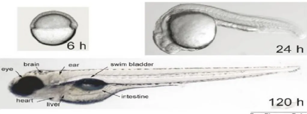 Figura 2.2: Esquema ilustrativo do desenvolvimento do peixe-zebra às 6 horas, 24 horas e 120 horas após fertilização (adaptado de [21]).