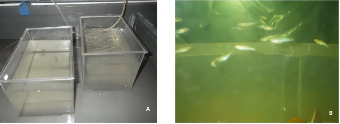 Figura 4.1: Tanques de bioensaio de exposição ao Hg (A) e o modelo biológico Danio rerio (B).