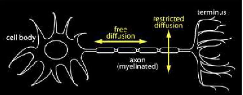 Figure 2.3:  Diffusion restrictions imposed by an axon. 