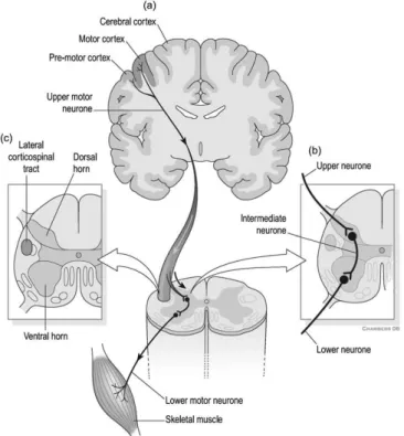 Figure 2.1: Lateral cortical spinal tract. (a) Descending motor pathways carry information from the brain to the spinal cord