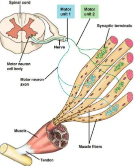 Figure 2.2: Motor Unit: a Motor Neuron with several branches, each one of them termi- termi-nating at different muscle fibers of the same type