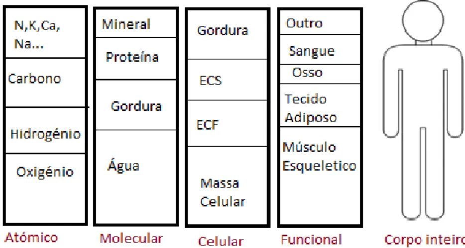 Figura 9  –  Modelo de análise da composição corporal com cinco níveis (adaptado de [57)]