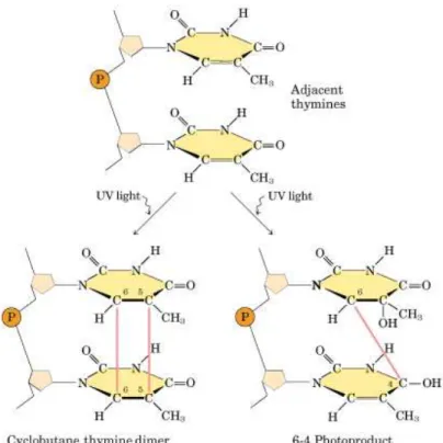 Figure 2.4: Different lesions that occur at adjacent pyrimidine residues when exposed to UV  light [15]