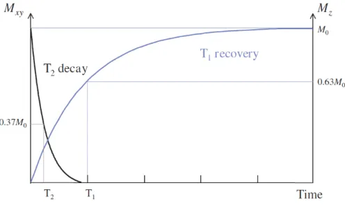 Figure 2.1: T1 and T2 relaxation times [35]. Although they happen at the same time, T2 is much smaller than T1.