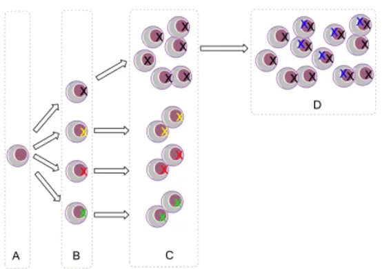 Figura  1.3  –   Aquisição  de  vantagem  proliferativa  e  de  potencial  maligno  através  da  ocorrência  e  acumulação  de  mutações