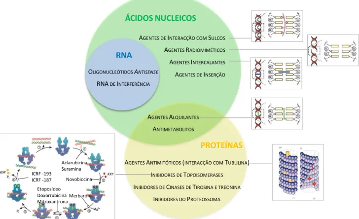 Figura  1.7  –  Organização  dos vários tipos  de  agentes  antitumorais  de  acordo  com  o  seu mecanismo de  acção  e  alvos celulares