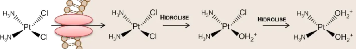 Figura  1.10  –   Bioactivação  da  cisplatina  por  substituição  dos  átomos  de  cloro  por  moléculas  de  água