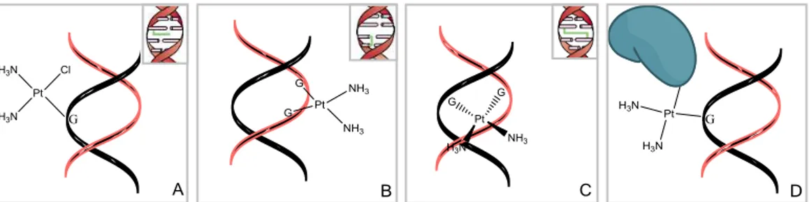 Figura  1.12  –  Mecanismos de acção da cisplatina resultantes de reacções de substituição nucleofílica no DNA: (A)  aducto,  (B)  ligação  cruzada  intra-cadeia,  (C)  ligação  cruzada  inter-cadeia,  (D)  complexo  proteína-cisplatina-DNA