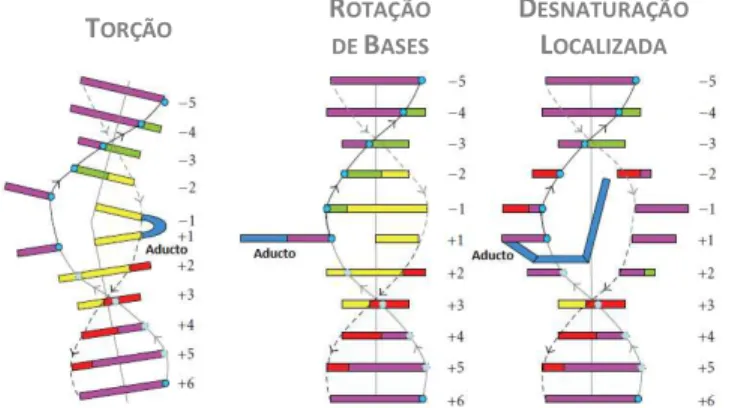 Figura  1.13  –   Alterações  estruturais  na  hélice  dupla  de  DNA  resultantes  da  formação  de  aductos