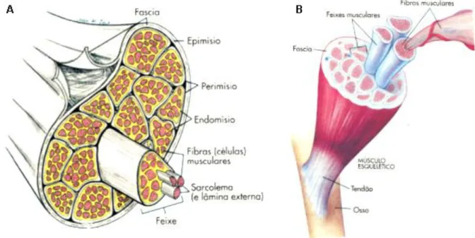 Figura 3.2 – A: Esquema ilustrativo da estrutura muscular esquelética. B:Esquema ilustrativo da ligação dos  tecidos conjuntivos dos músculos esqueléticos ao osso
