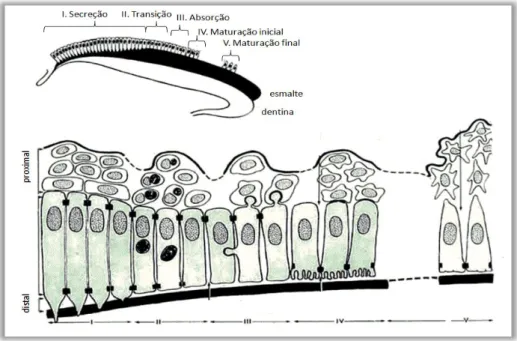 Figura 2.4 : Fases da amelogénese com apresentação das distintas morfologias dos ameloblastos (adaptado  de (Avery, 2000))