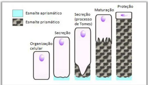 Figura  2.5 :  Formação  do  esmalte  aprismático  e  prismático  durante  amelogénese  (diferentes  fases  dos  ameloblastos)