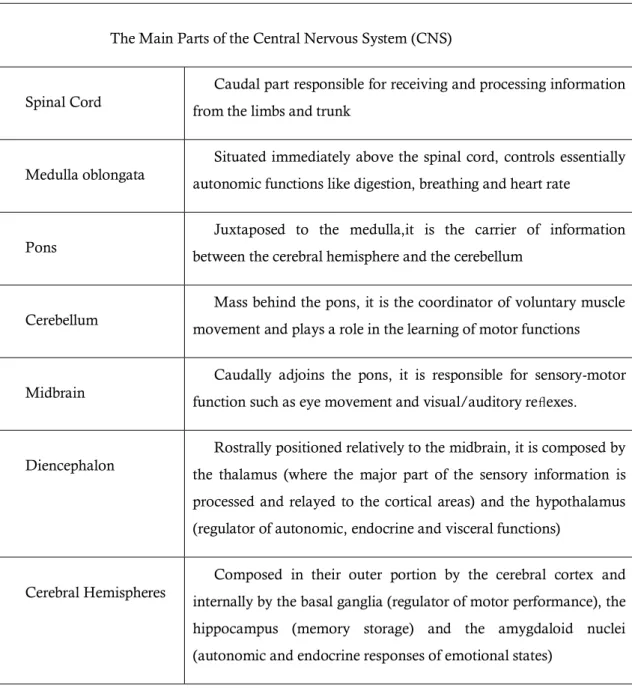 Table 1-1: The main parts of Central Nervous System and short description of their main functions
