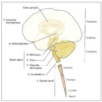 Figure 1-1: The seven main parts of the Central  Nervous System (adapted from (Shepherd 1994)