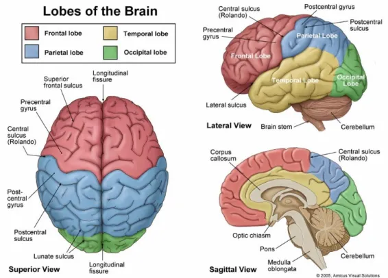Figure 1-2: The lobes of the brain: Superior, Lateral and Sagittal views (illustrations 2005)