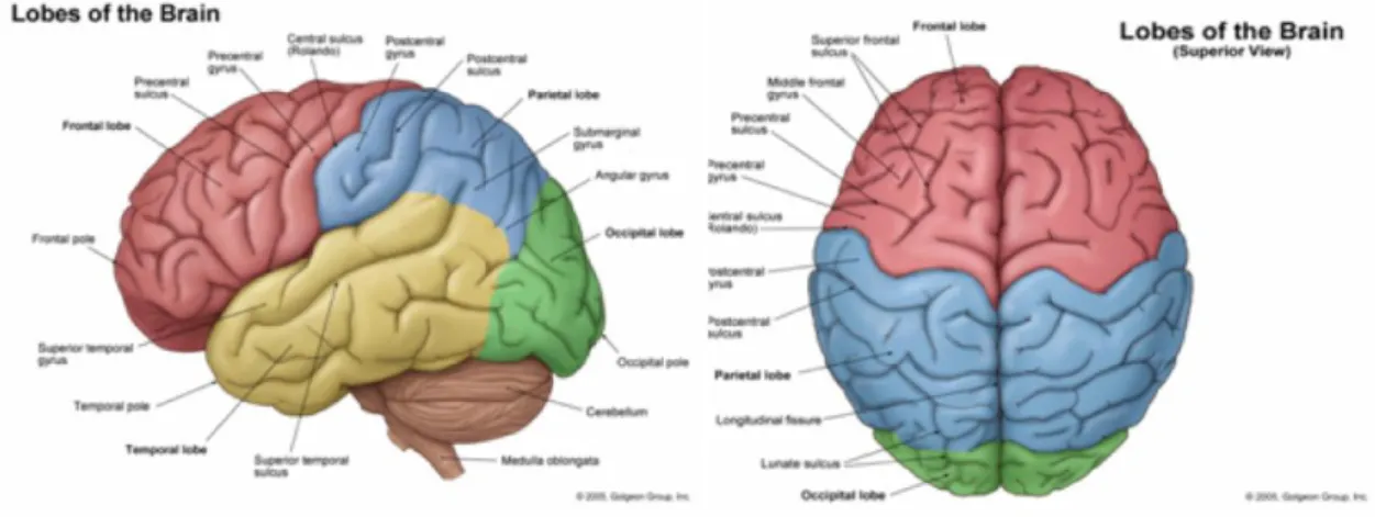 Figure 1-3: The lobes of the brain: Lateral and Superior views (illustrations 2005).  