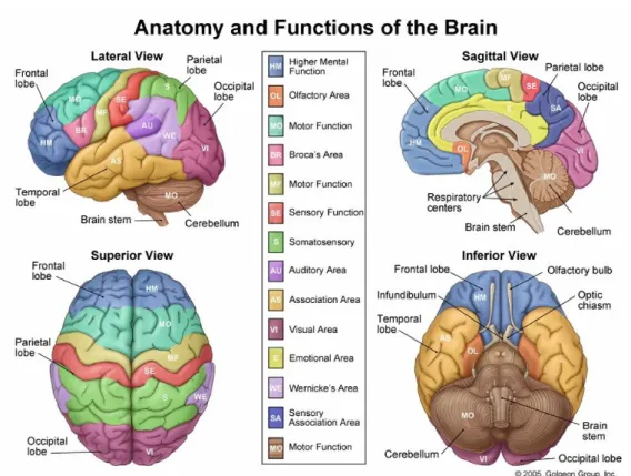 Figure 1-4: Anatomy and functions of the brain (illustrations 2005) 