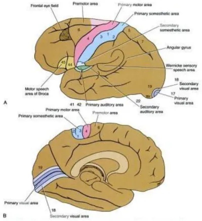 Figure 1-5: Sensory and motor areas. (adapted from (Snell 2001)). 