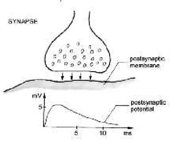 Figure 2-2: Example of chemical synapse and respective excitatory postsynaptic potential (adapted 