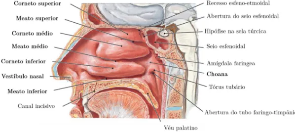Figura 3.1 Parede lateral da cavidade nasal e algumas estruturas anexas. Adaptado de [24]