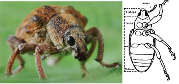 Figura 1.2- Representação do gorgulho do eucalipto (Gonipterus  platensis) (Imagem da esquerda adaptada da  foto de Paulo Borges, Azorean Biodiversity Group ; Imagem da direita adaptada de (Marvaldi, et al, 2005))