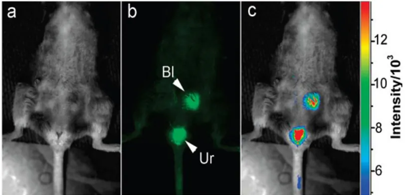 Figura I.9 – Imagem in vivo de fluorescência de CNPs injectadas  por via intravenosa em ratinhos: a) imagem por contraste de fase; 