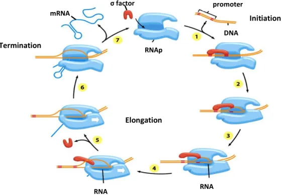 Figure 2.1: Scheme of the three phases of transcription in Escherichia coli. The  σ  factor binds to the  RNA  polymerase,  forming  the  holoenzyme