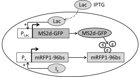 Figure  3.1:  Measurement  system.  Components  of  the  detection  system.  The  reporter  gene  (P Lac )  controls the expression of the tagging protein (MS2d-GFP) and is inducible by Lac