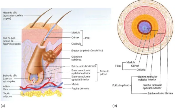 Figura 4.1: Anatomia do pêlo: a) Pêlo composto por haste e raíz; b) Secção tranvessal de um pêlo no interior do folículo (Rod R