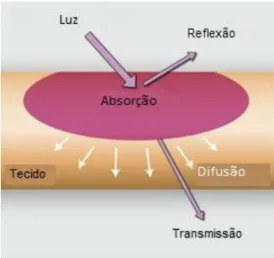 Figura 6 – Esquema ilustrativo dos fenómenos de interacção da luz com tecidos túrbidos
